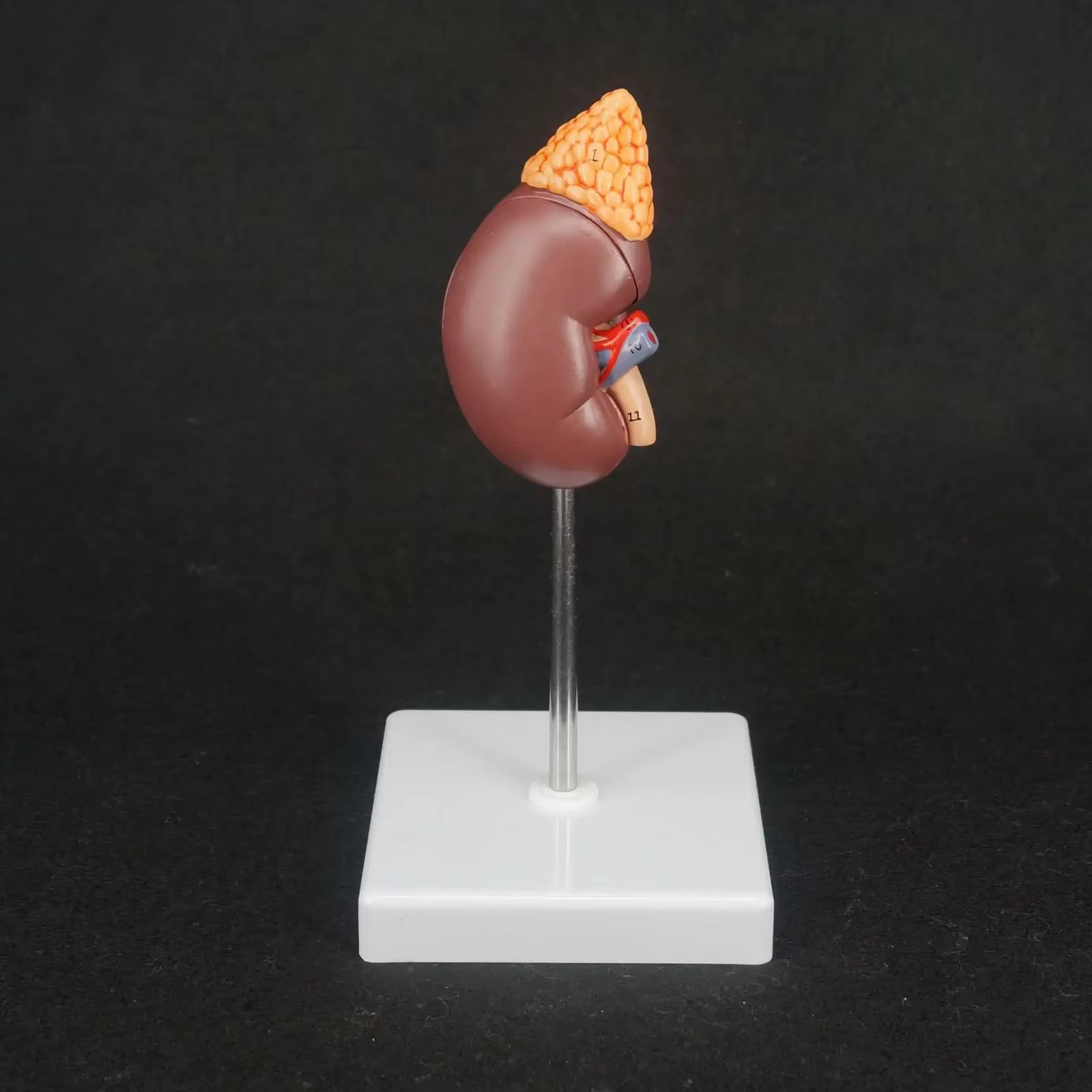 Rein humain avec glande surabdominale, modèle médical, urologie, anatomie, taille naturelle