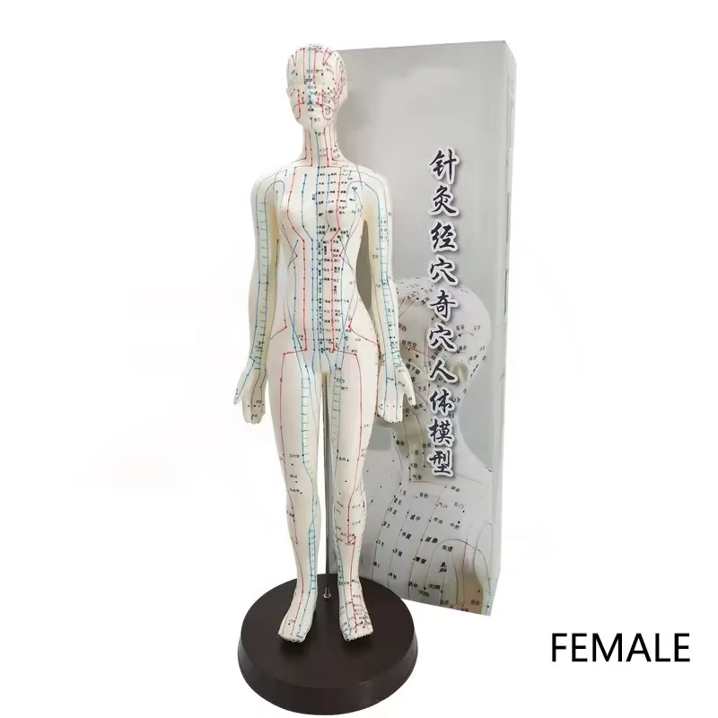 Modèle d'acupuncture femme/homme 50 cm avec Points et Base chinois modèle d'acupuncture du corps hum