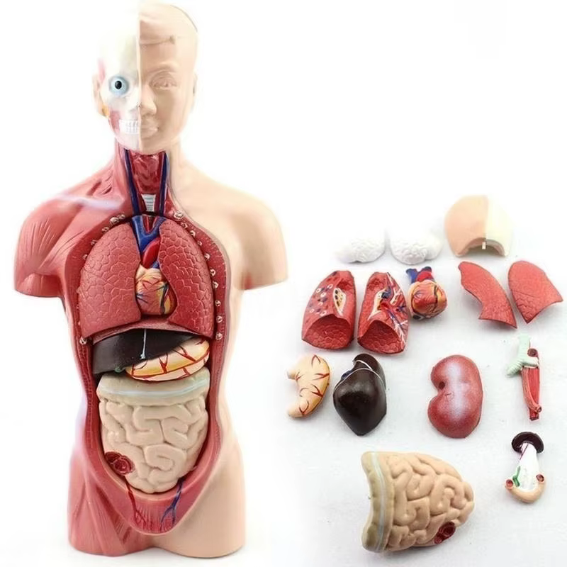 Organes internes médicales anatomiques amovibles d'anatomie de modèle de corps de torse humain de 28cm pour l'enseignement