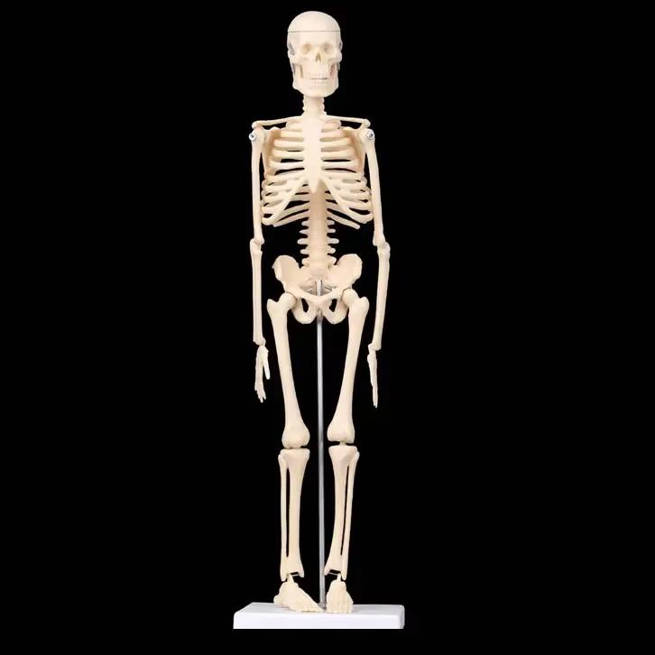 Modèle de squelette humain d'anatomie médicale, 45cm, modules anatomie, aide à l'apprentissage, vente en gros, vente au détail