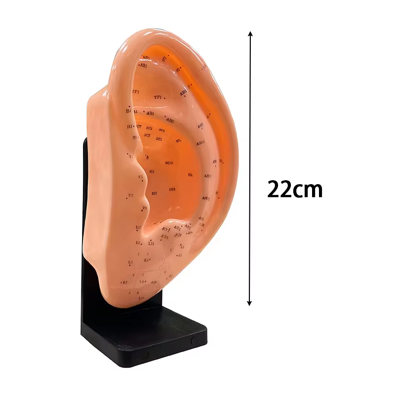 Modèle d'acupuncture du corps humain-anatomie complète du corps en PVC avec 361 points d'acupuncture étiquetés en anglais, outils pédagogiques TCM pour acupuncturistes/S