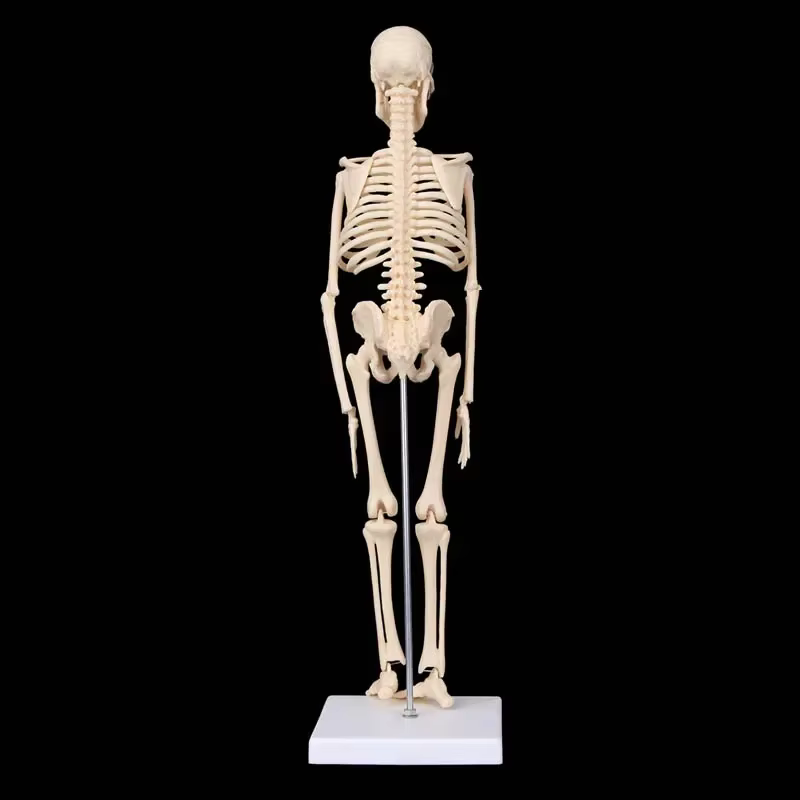 Modèle de squelette humain d'anatomie médicale, 45cm, modules anatomie, aide à l'apprentissage, vente en gros, vente au détail