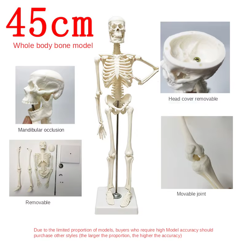 Modèle de squelette humain, anatomie du corps humain, modèle médical mobile amovible, enseignement, ornement de bureau, décor d'halloween