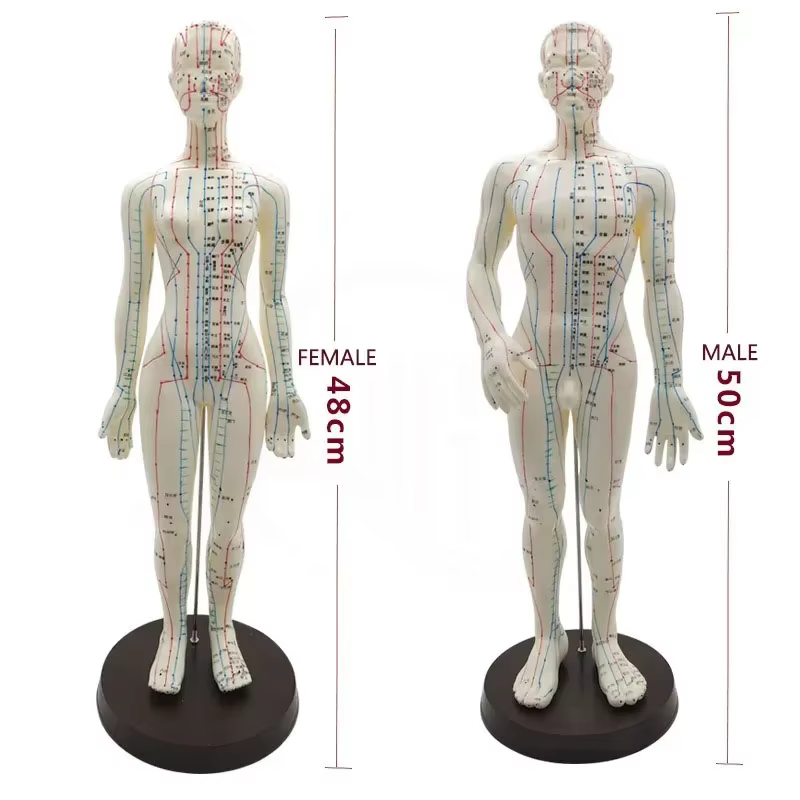 Modèle d'acupuncture femme/homme 50 cm avec Points et Base chinois modèle d'acupuncture du corps humain en PVC modèle de Point d'acupuncture