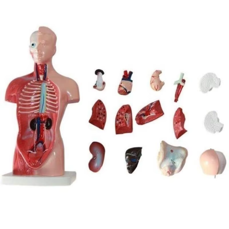 Organes internes médicales anatomiques amovibles d'anatomie de modèle de corps de torse humain de 28cm pour l'enseignement