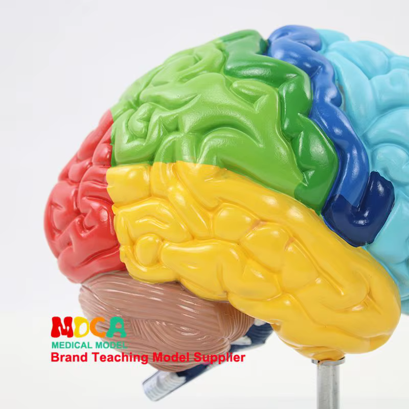 Modèle de cerveau humain 1:1, hémisphère droit, zones fonctionnelles, anatomie, modèle de cerveau humain pour l'enseignement médical, modèle de structure cérébrale