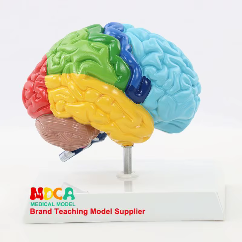 Modèle de cerveau humain 1:1, hémisphère droit, zones fonctionnelles, anatomie, modèle de cerveau humain pour l'enseignement médical, modèle de structure cérébrale