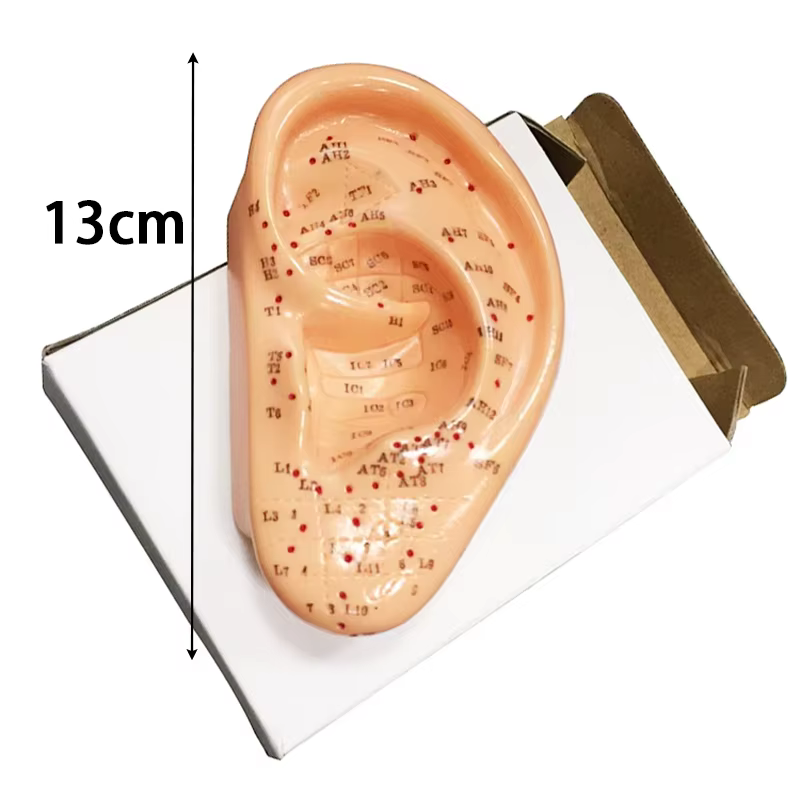Modèle d'acupuncture du corps humain-anatomie complète du corps en PVC avec 361 points d'acupuncture étiquetés en anglais, outils pédagogiques TCM pour acupuncturistes/S