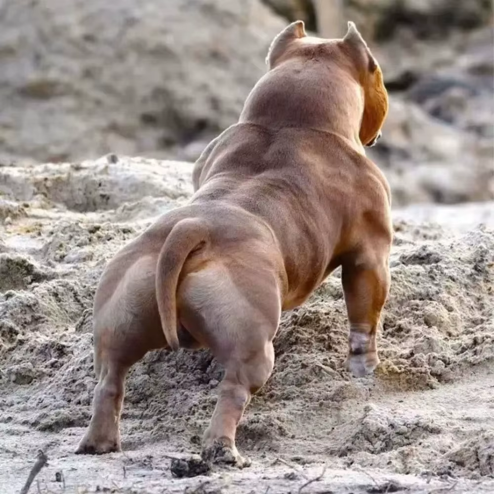 Poudre de protéines de lactosérum Bulldog Muscle Builder 1 kg Bully-pitbull, augmente l'endurance, nutrition pour animaux de compagnie, pour chiots et chiens adultes