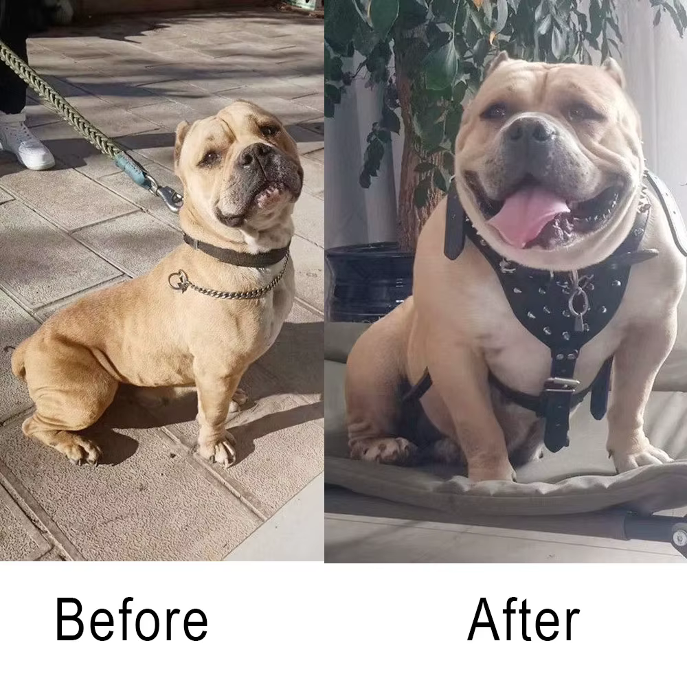 Poudre de protéines de lactosérum Bulldog Muscle Builder 1 kg Bully-pitbull, augmente l'endurance, nutrition pour animaux de compagnie, pour chiots et chiens adultes