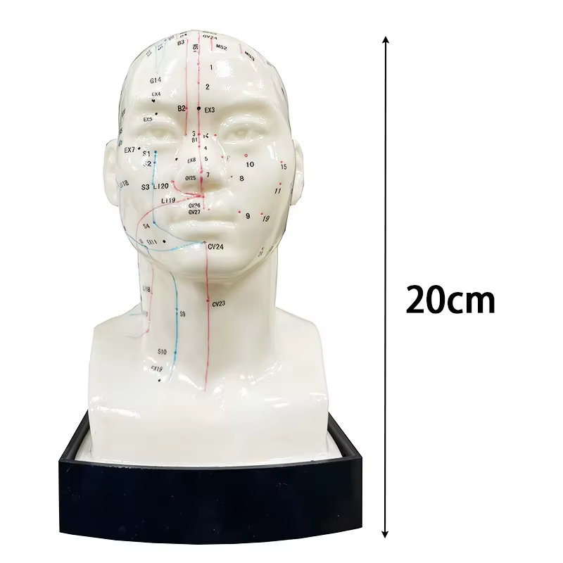 Modèle d'acupuncture du corps humain-anatomie complète du corps en PVC avec 361 points d'acupuncture étiquetés en anglais, outils pédagogiques TCM pour acupuncturistes/S