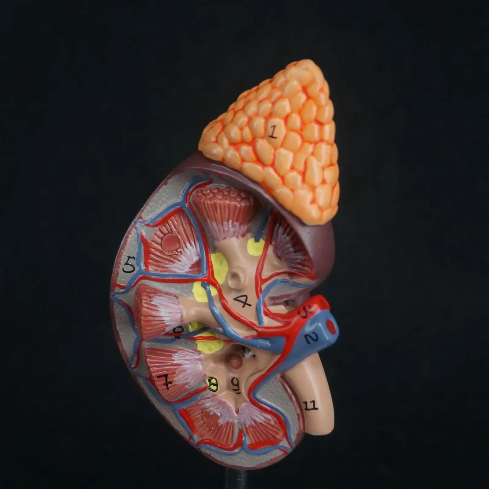 Rein humain avec glande surabdominale, modèle médical, urologie, anatomie, taille naturelle