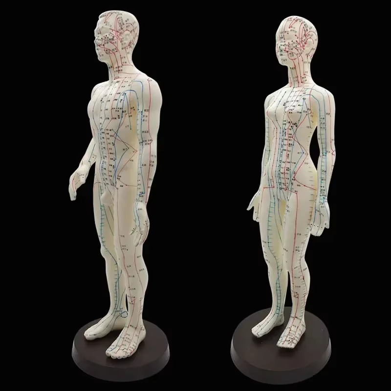 Modèle d'acupuncture femme/homme 50 cm avec Points et Base chinois modèle d'acupuncture du corps humain en PVC modèle de Point d'acupuncture