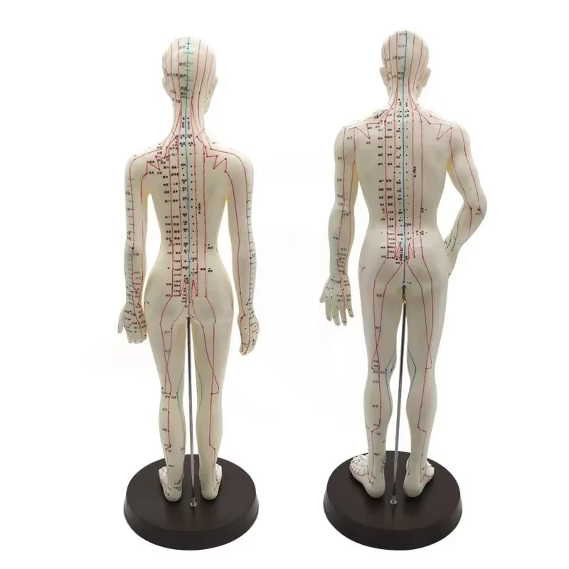 Modèle d'acupuncture femme/homme 50 cm avec Points et Base chinois modèle d'acupuncture du corps humain en PVC modèle de Point d'acupuncture