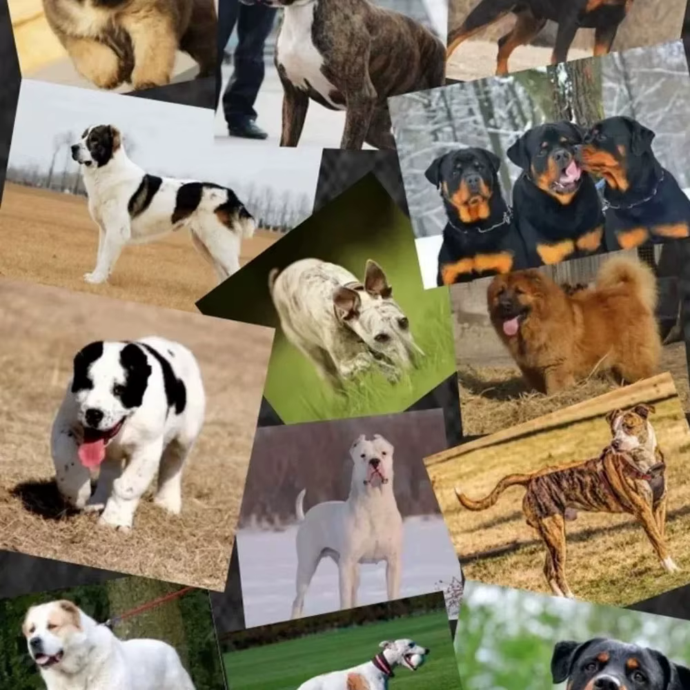 Poudre de protéines de lactosérum Bulldog Muscle Builder 1 kg Bully-pitbull, augmente l'endurance, nutrition pour animaux de compagnie, pour chiots et chiens adultes