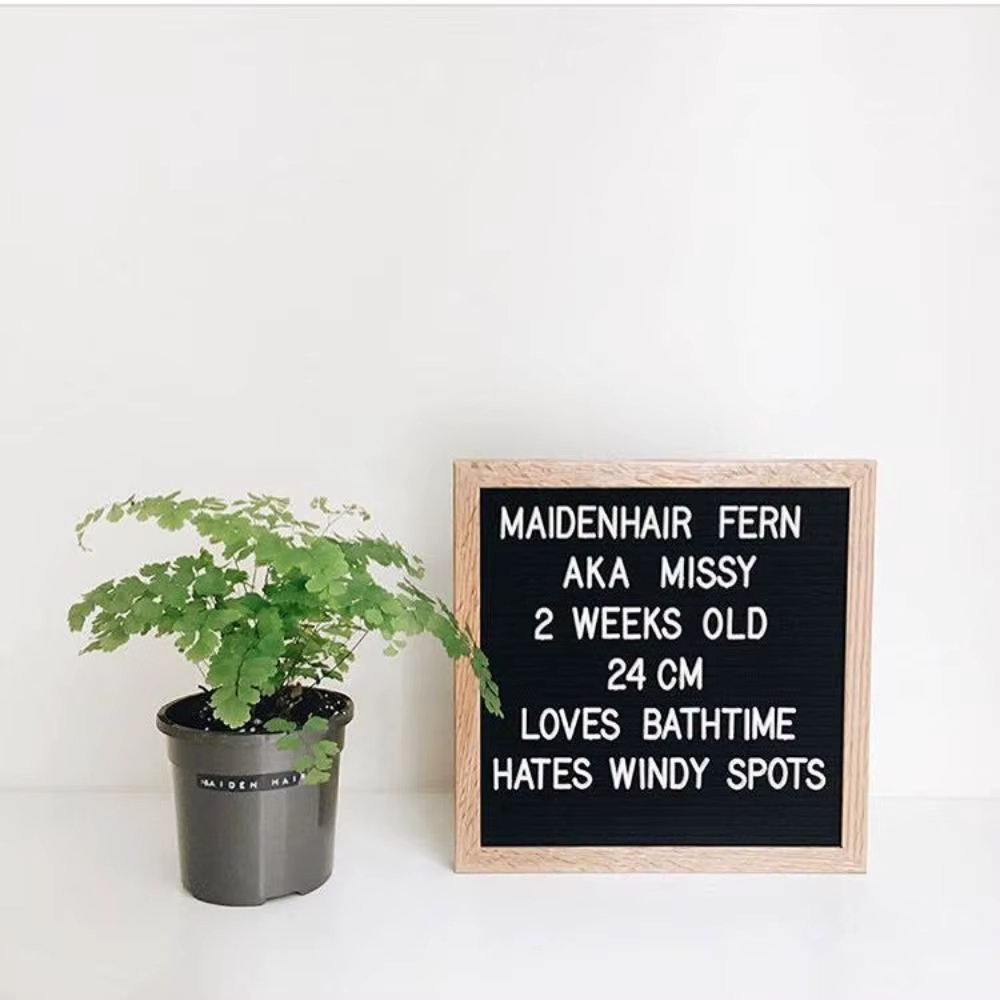 Nouvelle Arrivée Tableau de messages en bois simple avec symboles modifiables Décoration d'intérieur Tableau de lettres en feutre Tableau noir pour boutique