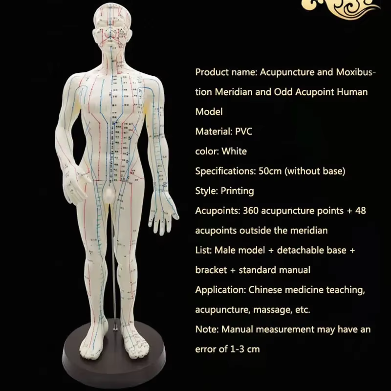 Modèle d'acupuncture femme/homme 50 cm avec Points et Base chinois modèle d'acupuncture du corps humain en PVC modèle de Point d'acupuncture